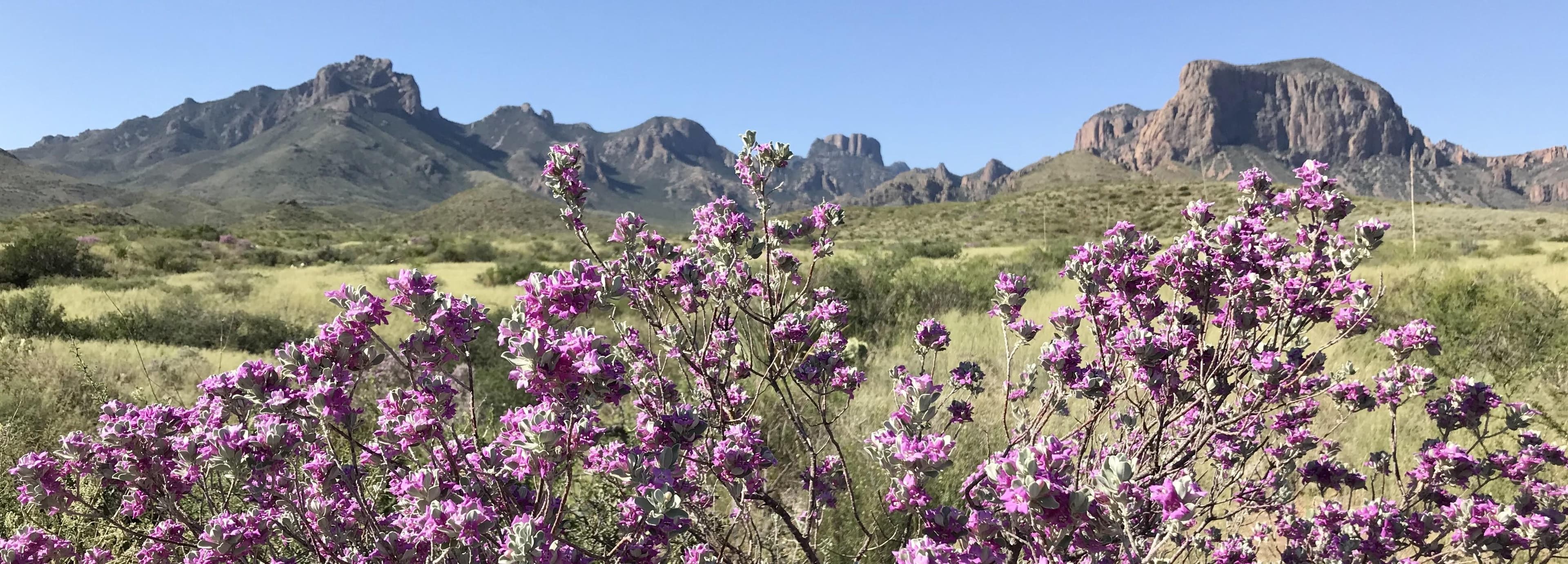 NPS Blooming Cenizo