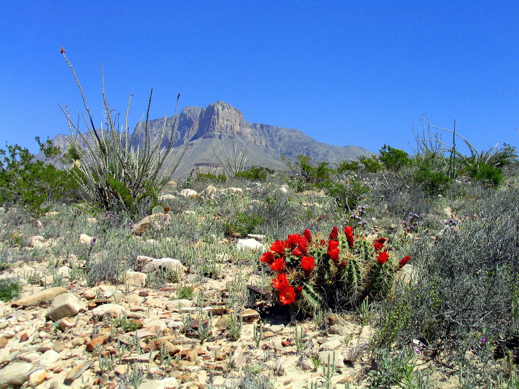 NPS/Bieri El Capitan with blooming claret cup cacti