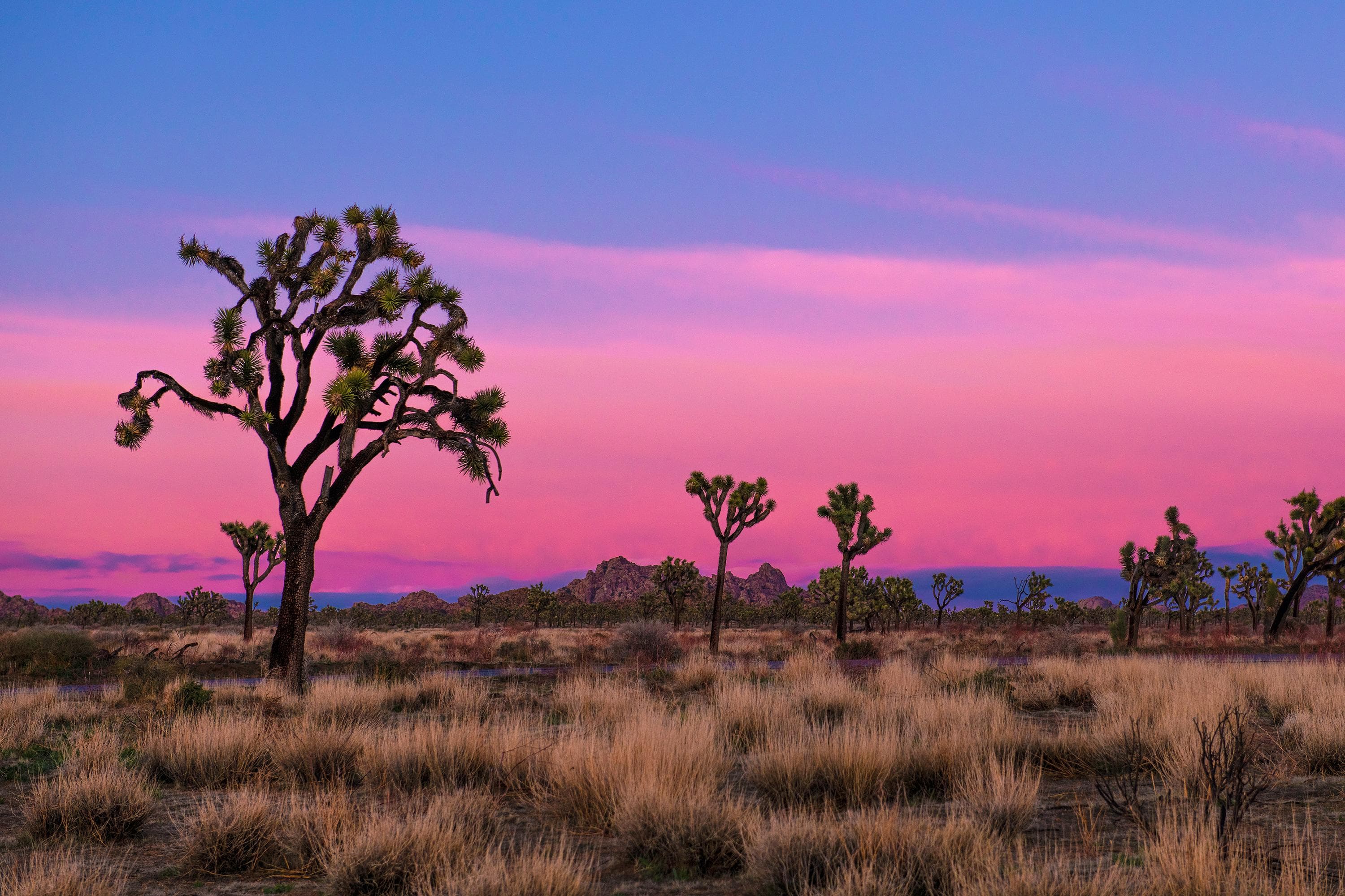 NPS / Emily Hassell The sky turns hues of pink and purple over a field of Joshua trees.