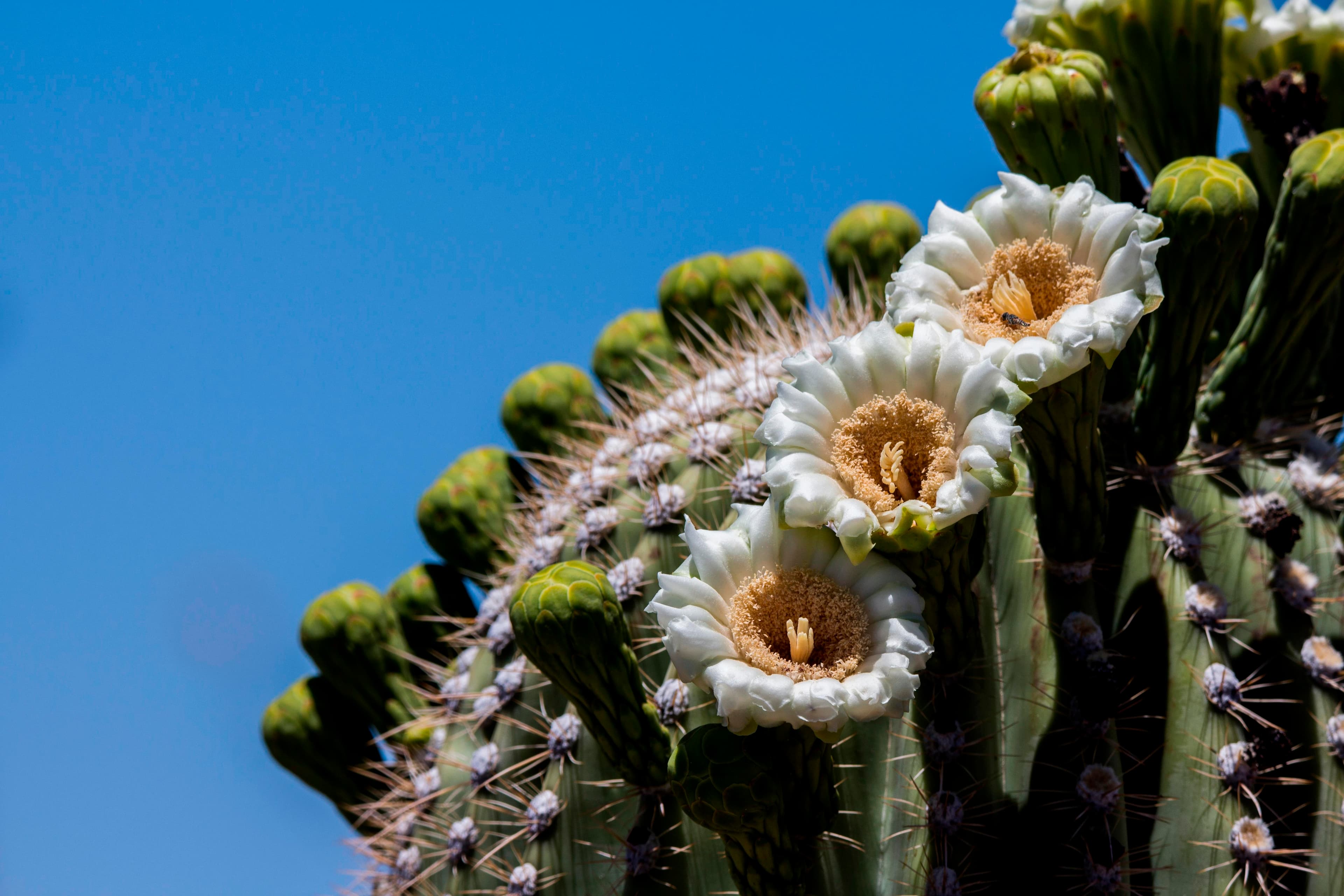 NPS Photo Saguaro flowers